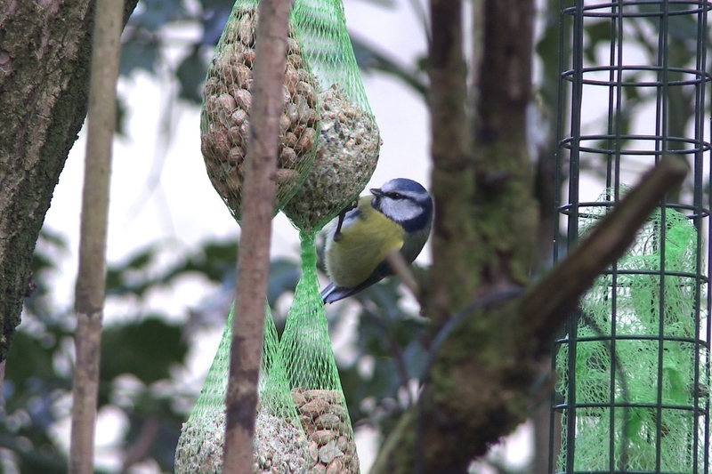 Am corrach ag éin na hÉireann