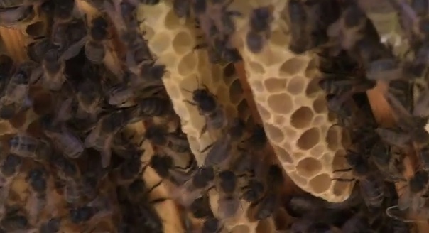 Beachaireacht sa Ghaeltacht -  déantús na meala!