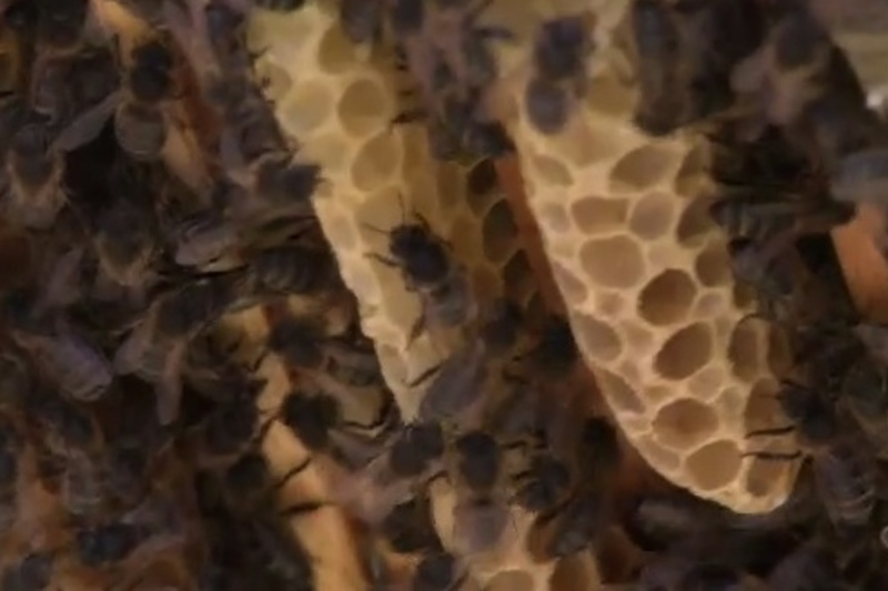 Beachaireacht sa Ghaeltacht -  déantús na meala!