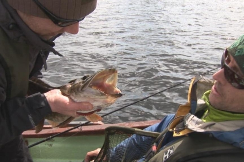 Frainc Fiáin... Bear Grylls na Gaeilge!